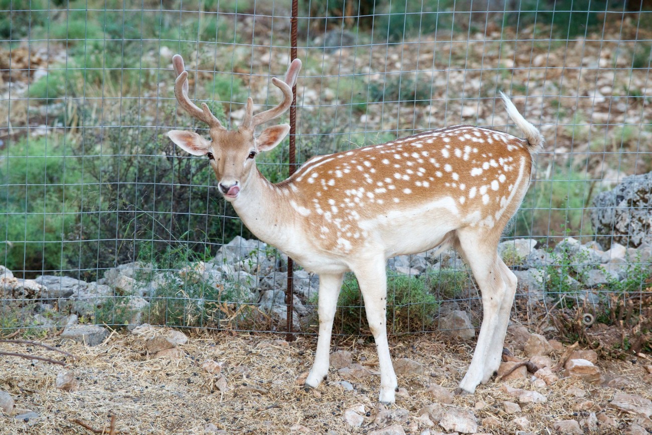 A Journey into Nature and Myth: Meet the Animals of the Odysseus Theme Park